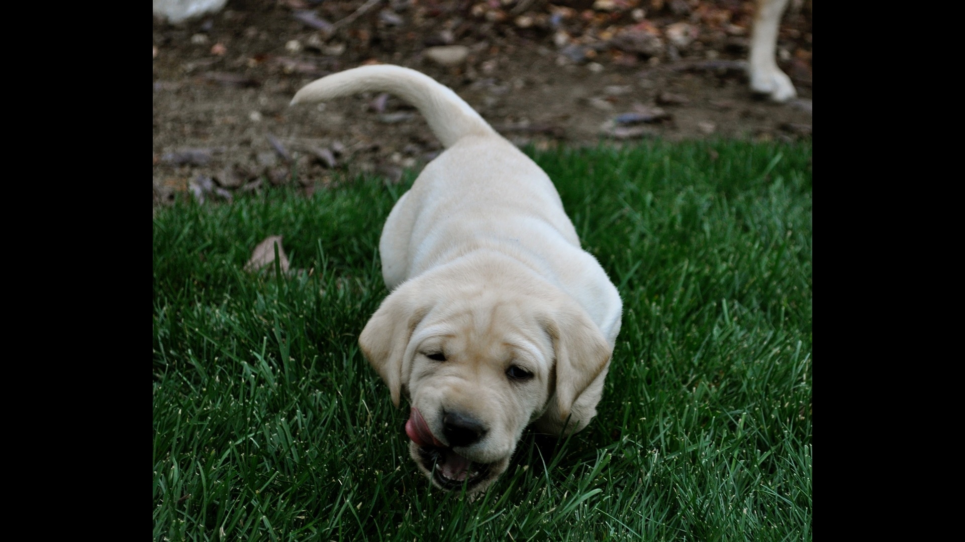 one tiny yellow lab chewing on something