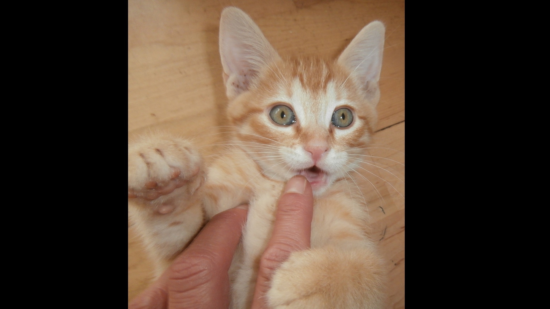 orange kitten biting finger