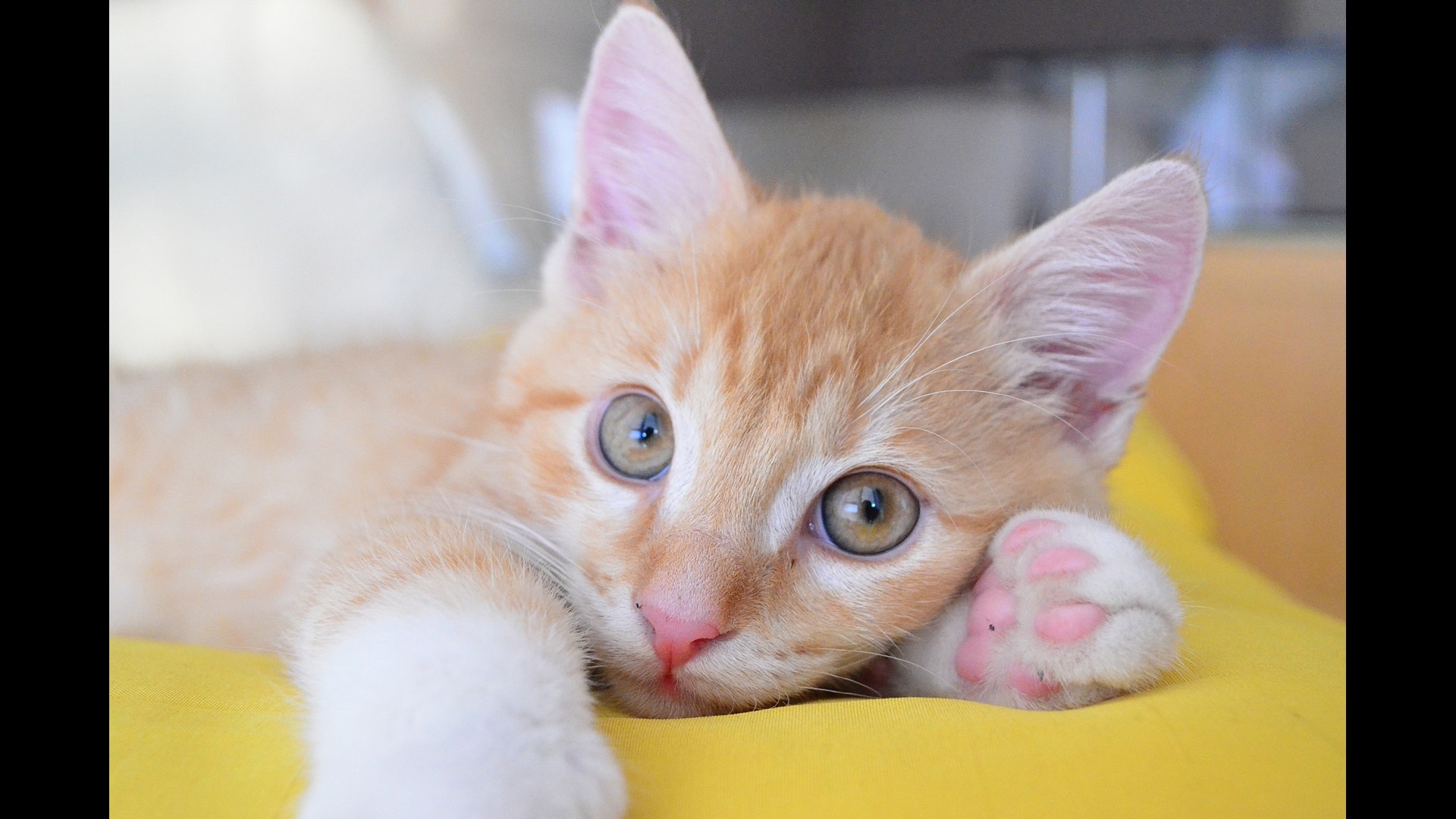orange kitten copy