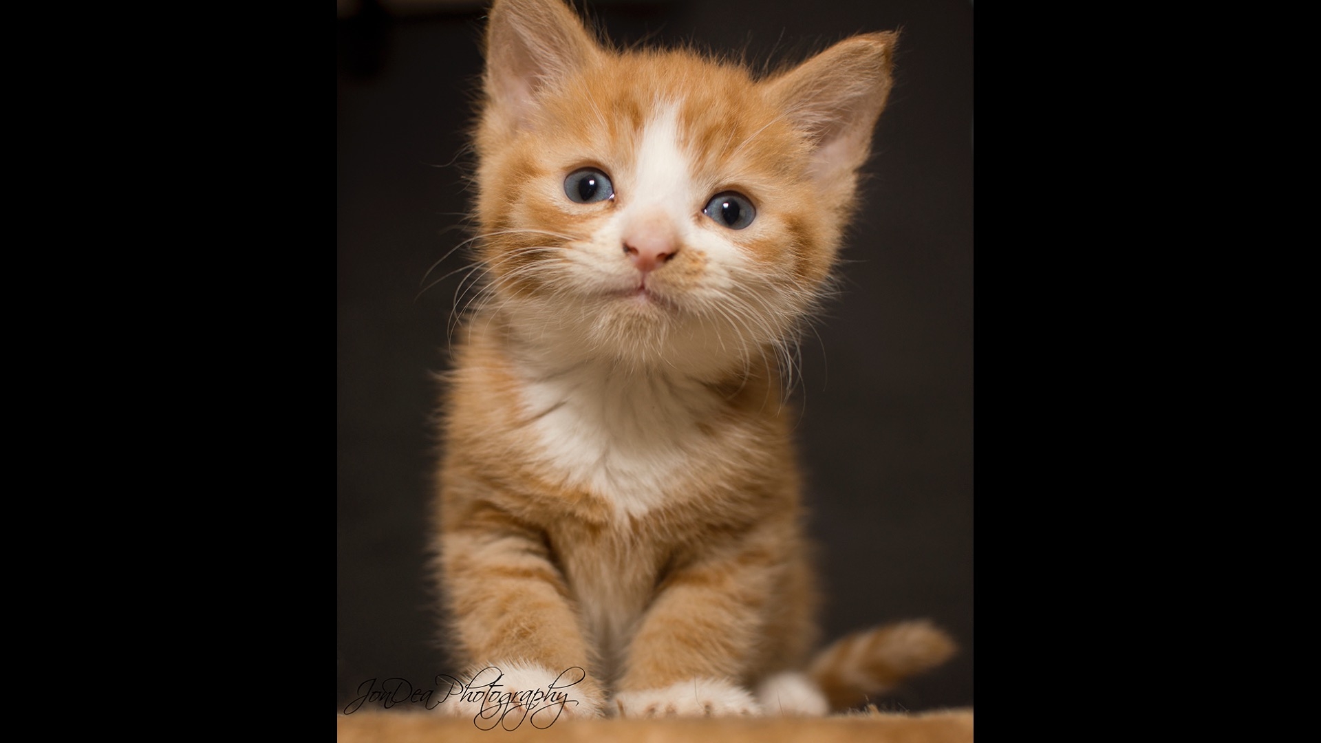 orange kitten with blue eyes