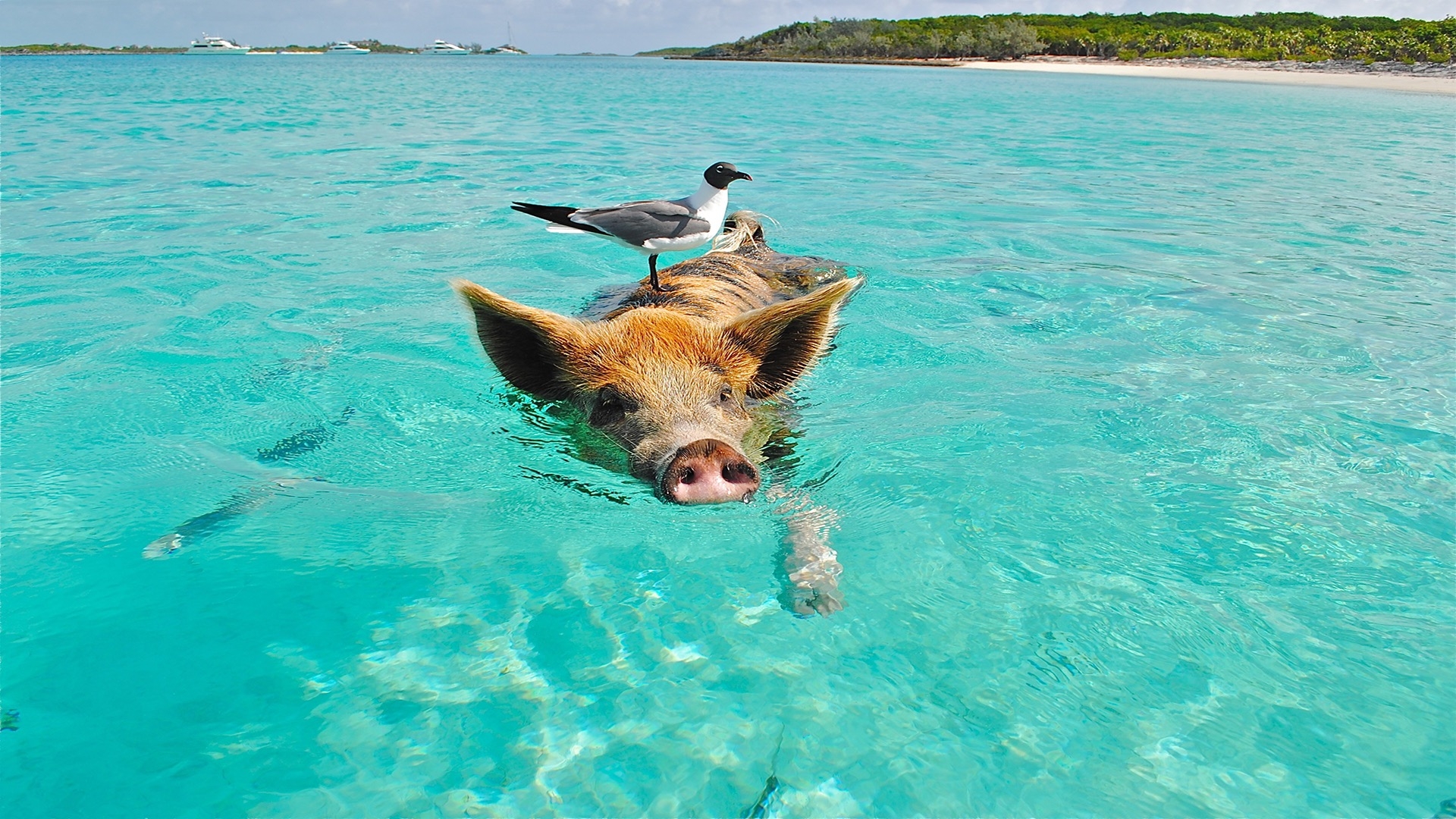 pig and bird swimming