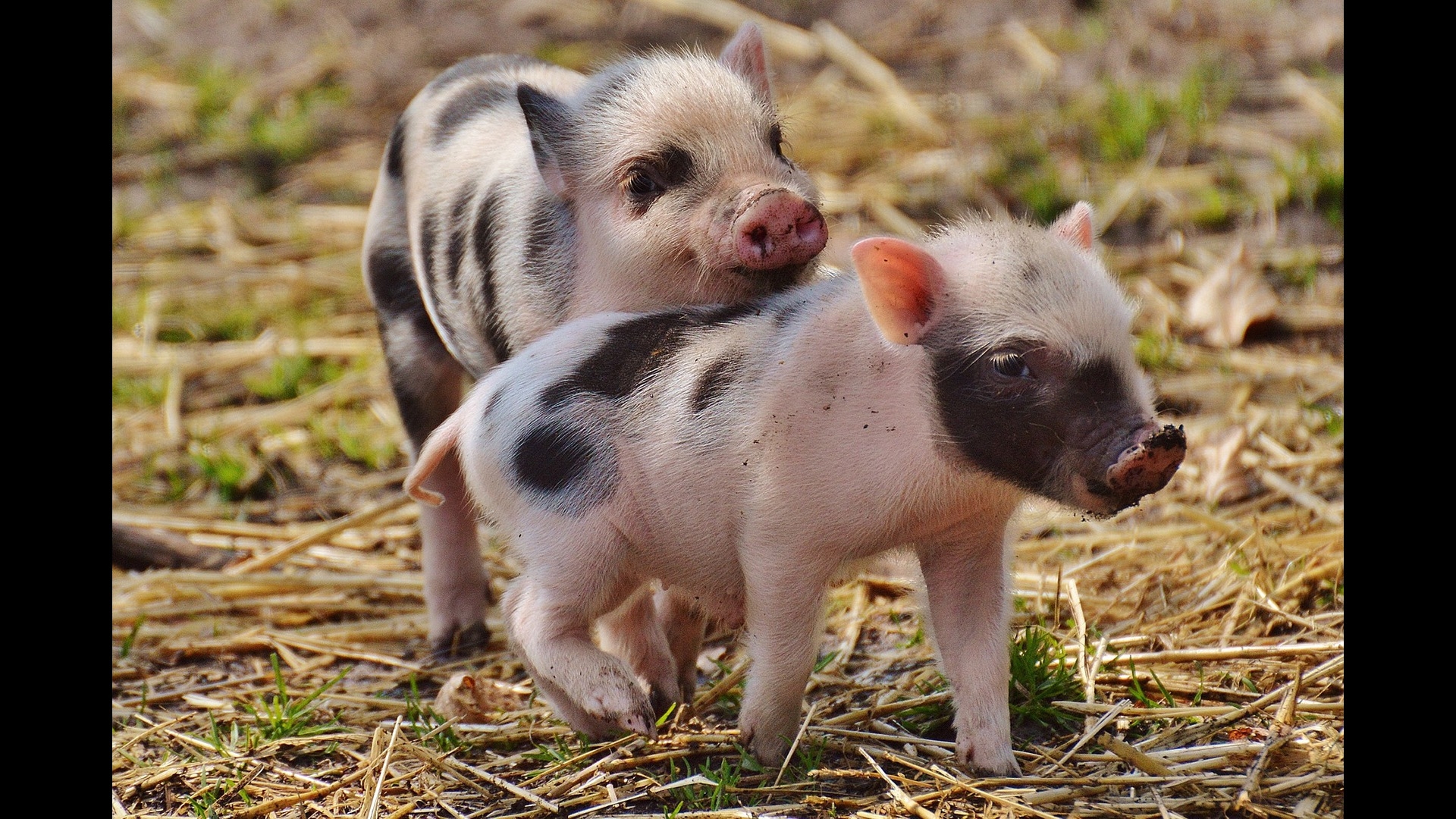 piglets playing