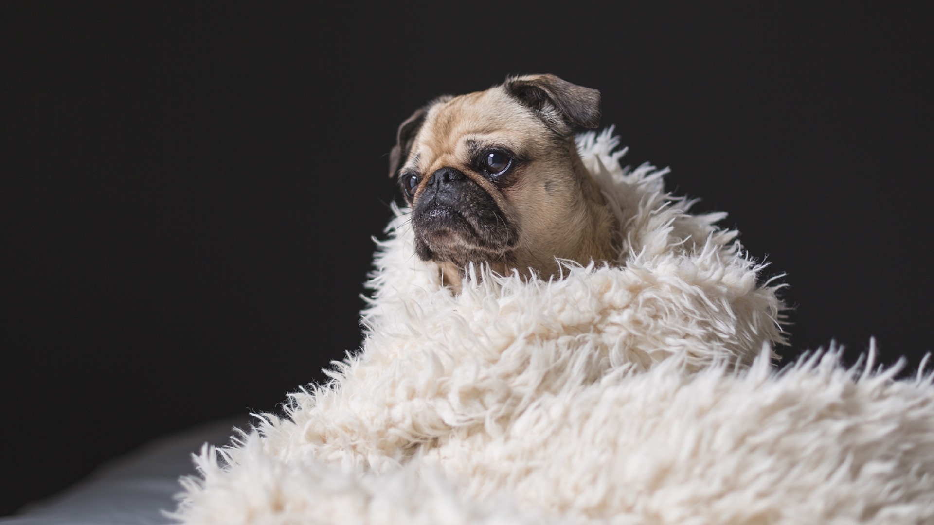 pug in blanket