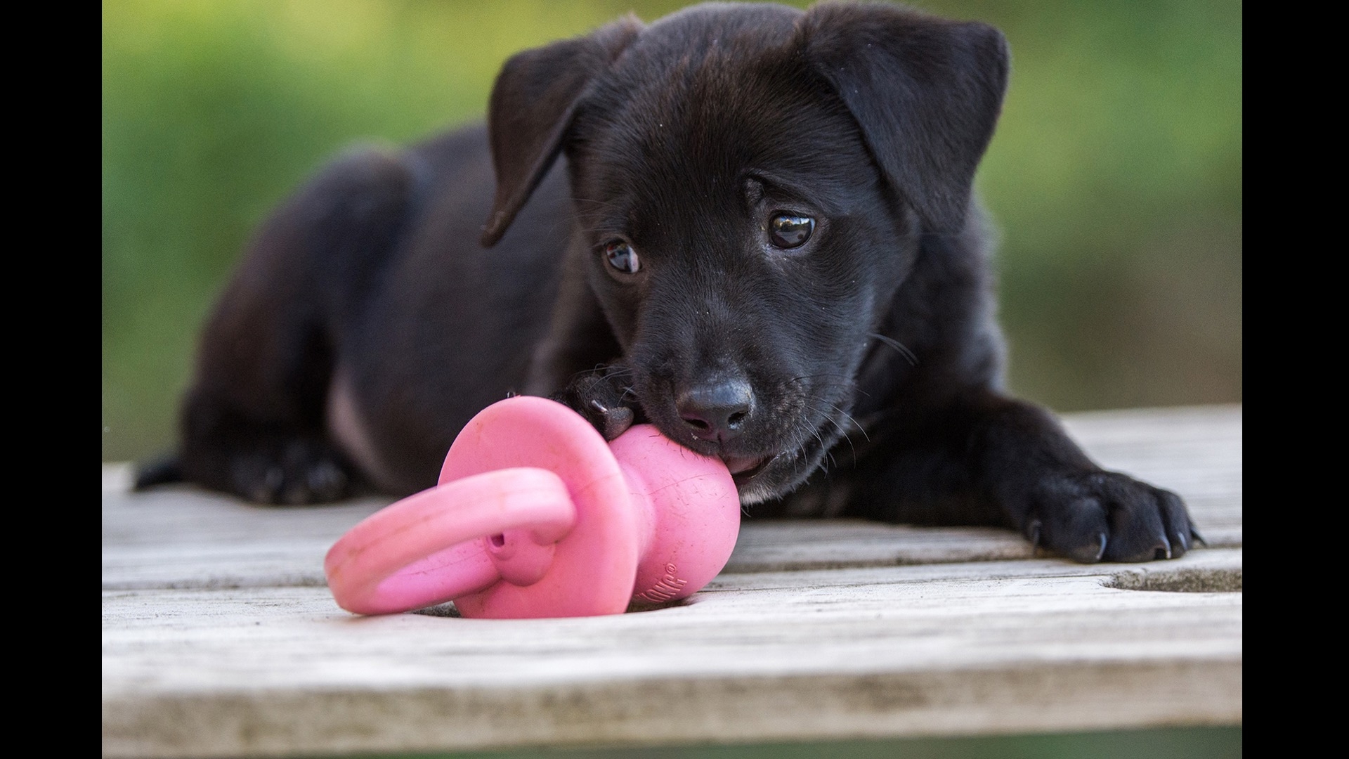 puppy eating large chew toy