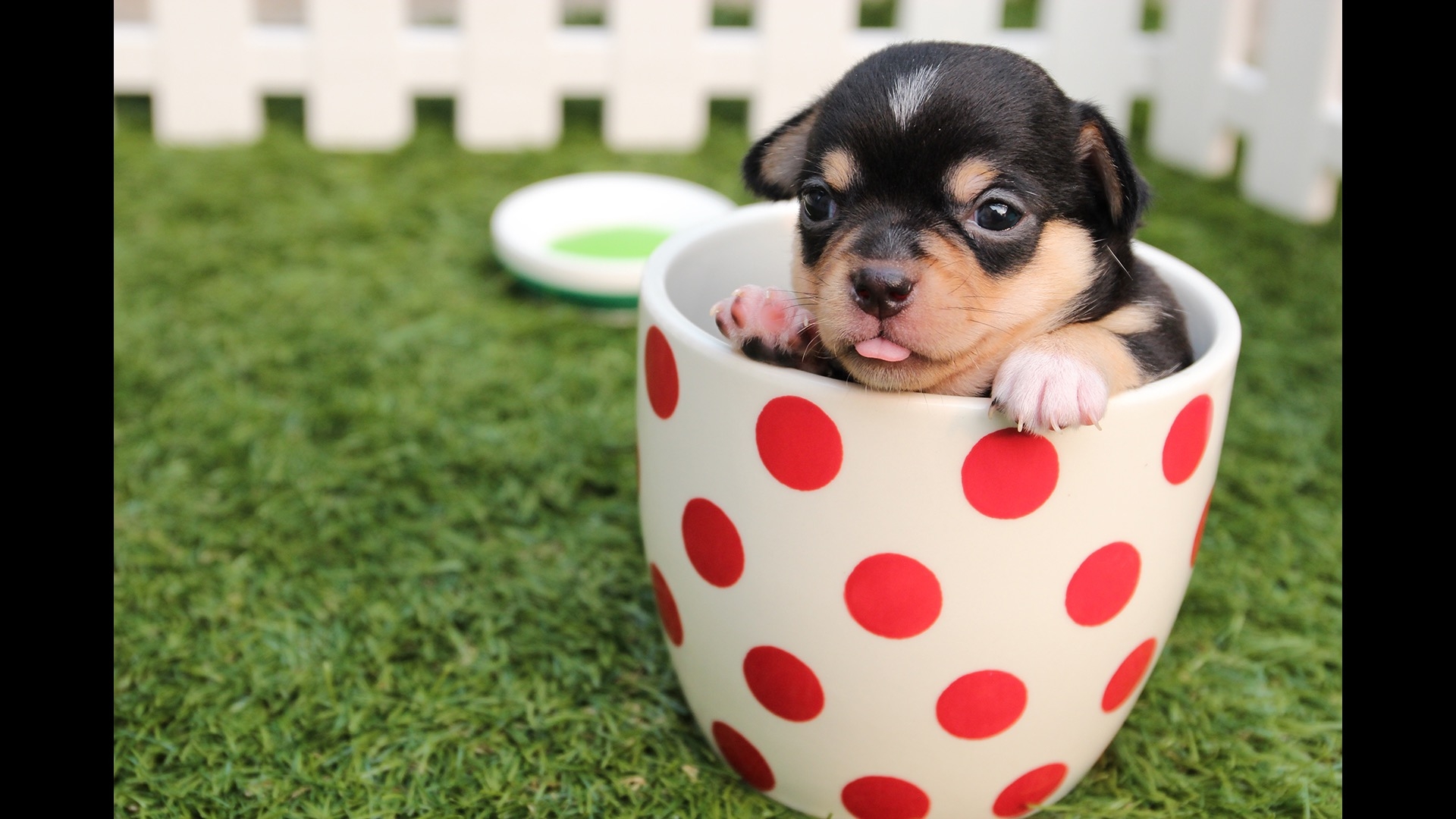 puppy in mug