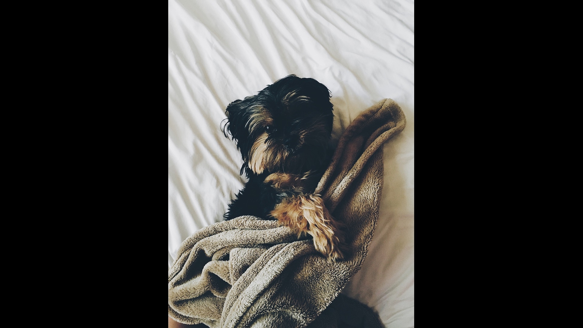 puppy on blanket