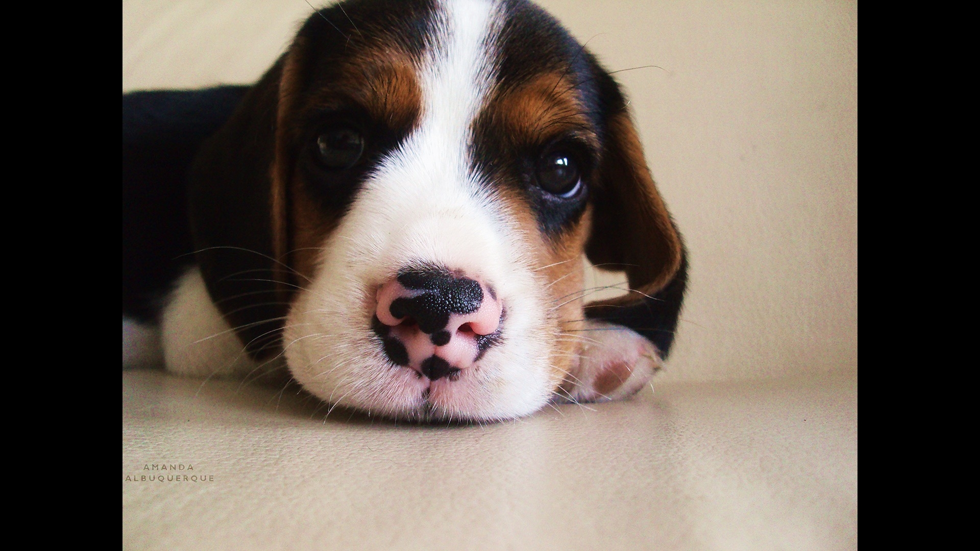 puppy with spotted nose