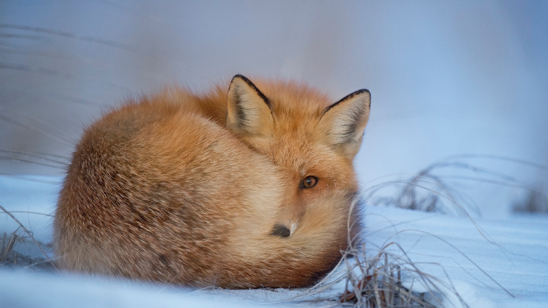 red fox in winter