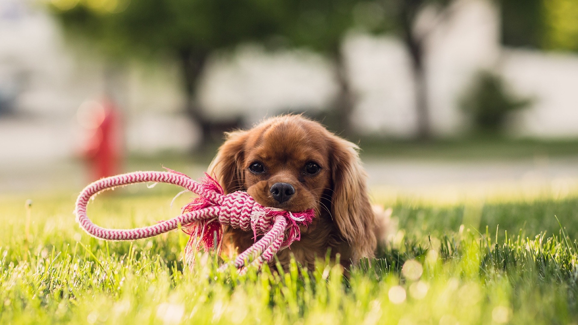 spaniel playing with rope toy