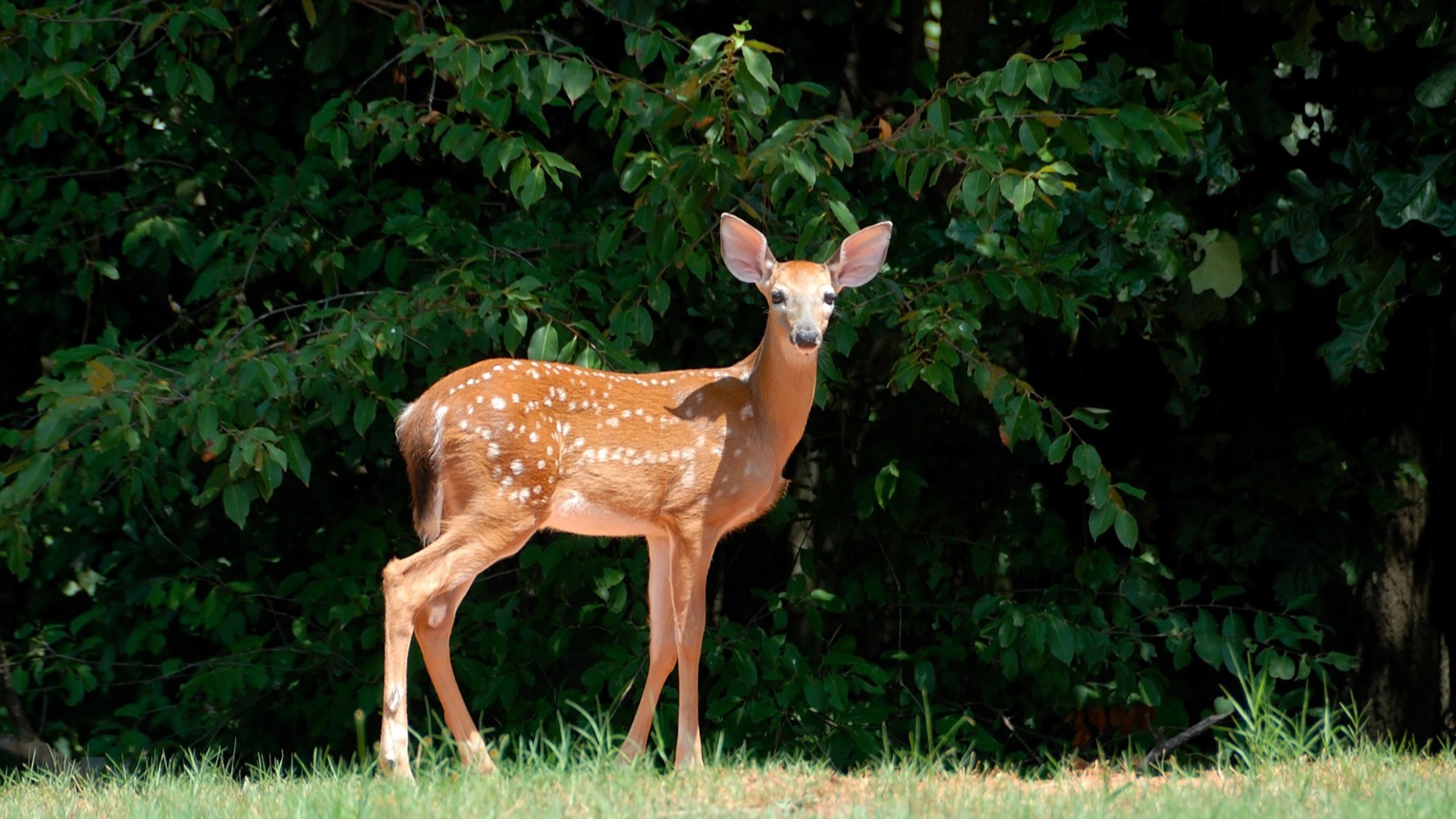spotted fawn