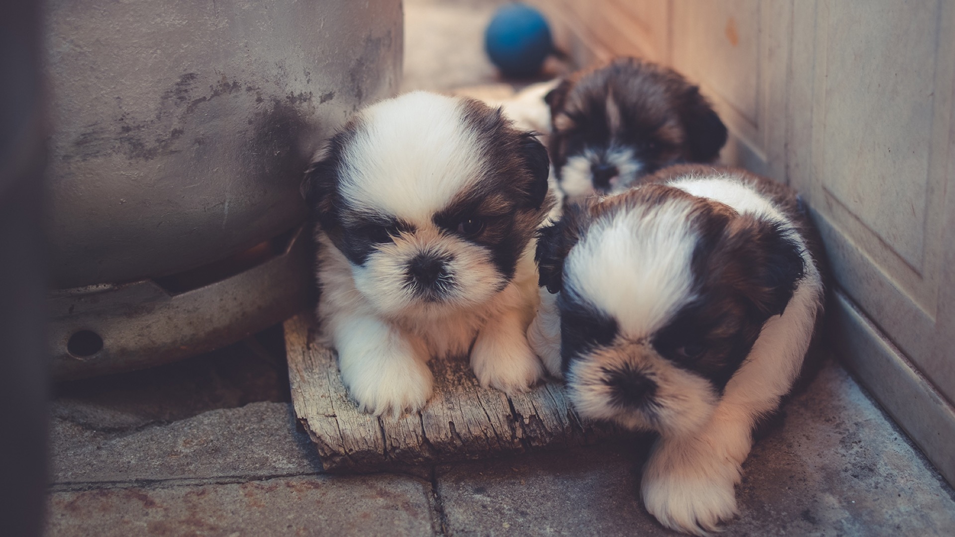 three cute puppies