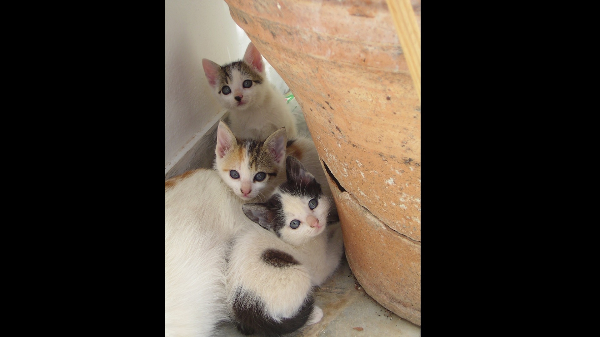 three kittens hiding behind planter