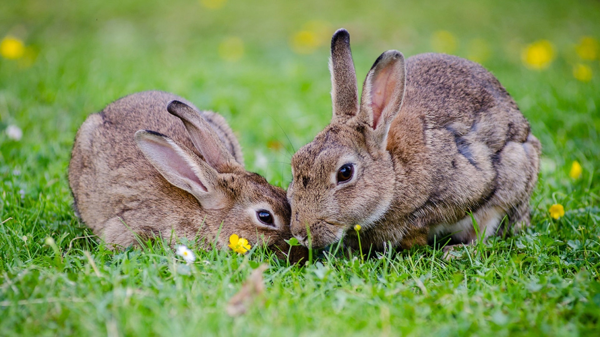 two bunnies nuzzling