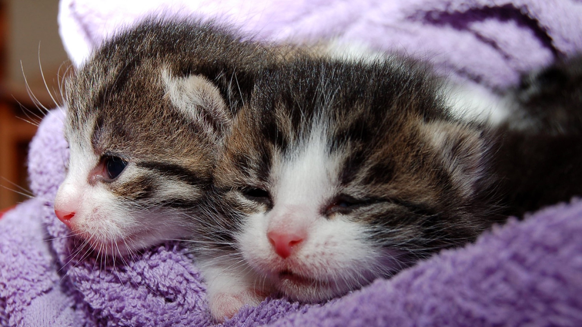 two kittens in purple towel