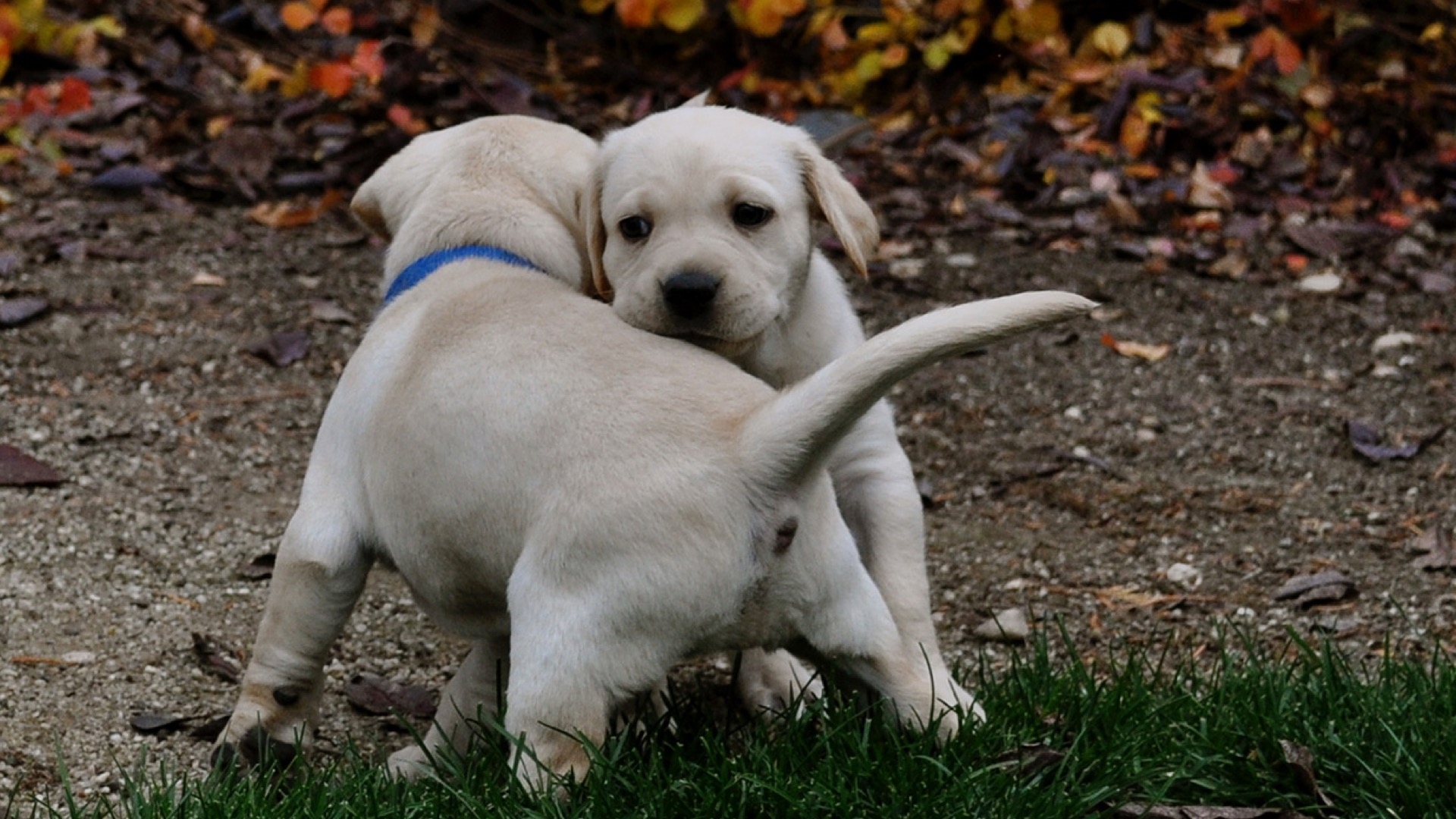 two tiny yellow labs playing