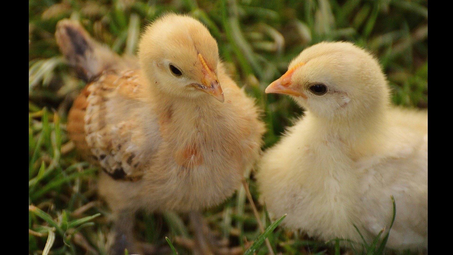 two yellow baby chicks