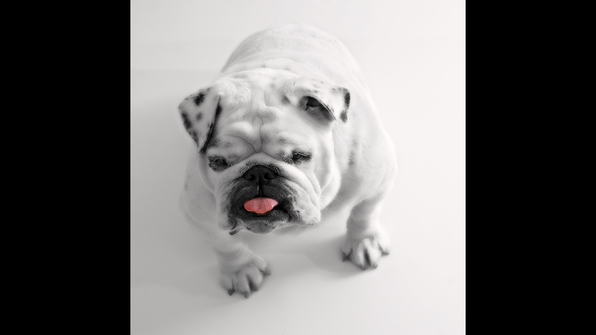 white bulldog sticking tongue out