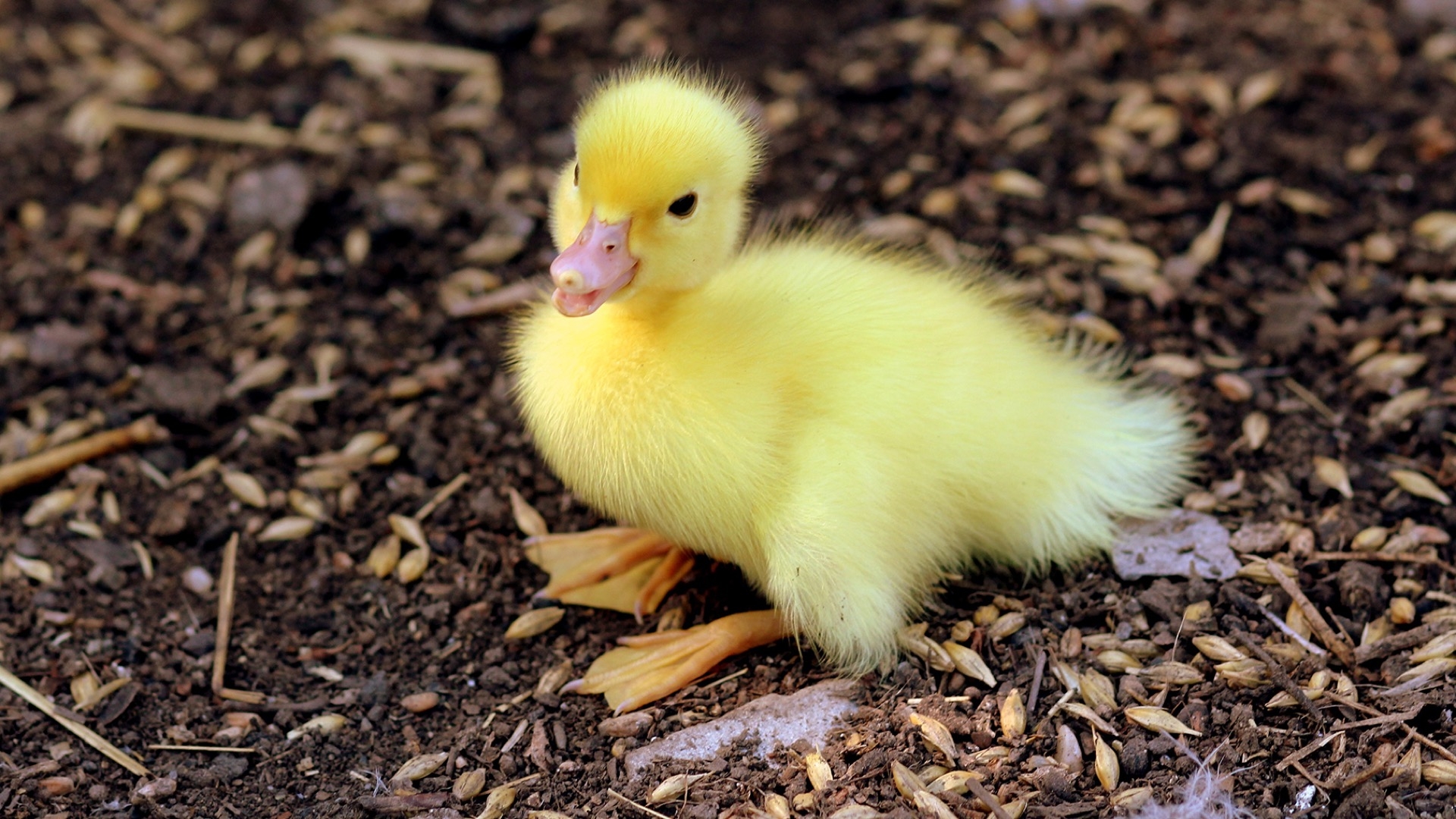 yellow duckling number 3